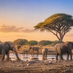 Botswana circuit 15 jours : itinéraire idéal entre safaris et paysages d’exception