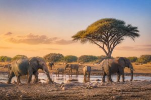 Botswana circuit 15 jours : itinéraire idéal entre safaris et paysages d’exception